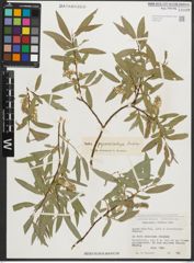 Foto von Salix pycnostachya Andersson